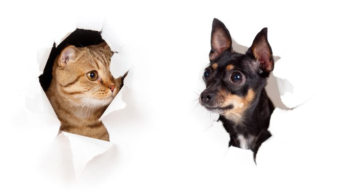 Hund und Katze stecken Kopf aus Wand hervor