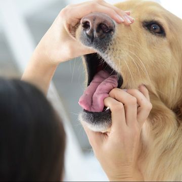 Tierarzt sieht Hund ins Maul
