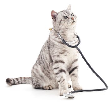 Katze mit Stetoskop