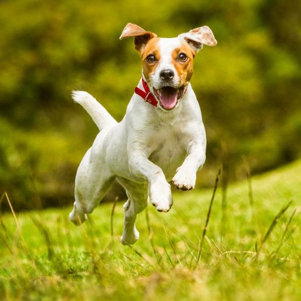 Hund läuft in Wiese