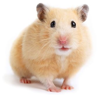 Hamster