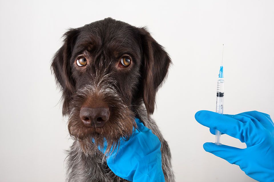 Impfung für Haustiere, Impfung für Kleintiere, Burgenland