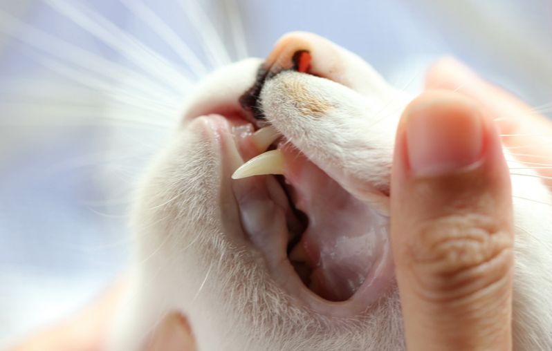 Zahnbehandlung beim Tierarzt, Zahnbehandlung für Haustiere, Eisenstadt